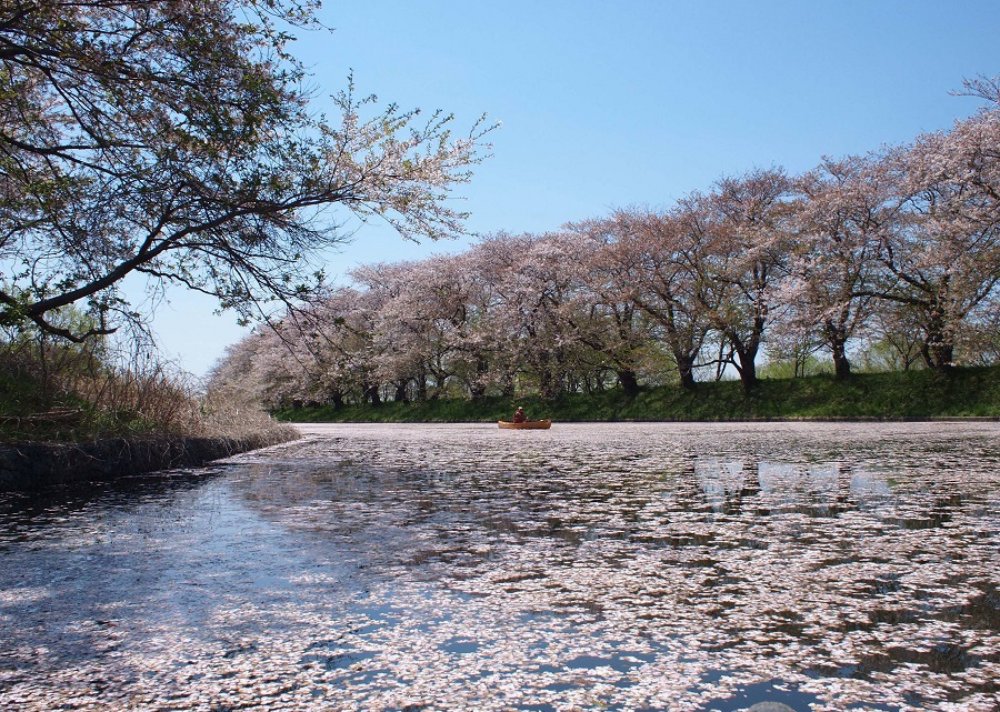 🌸 후쿠오카세키 벚꽃 공원